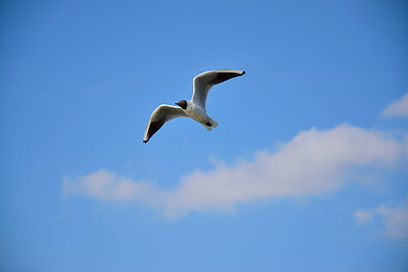 Seagull, pájaro, vuelo, naturaleza, alas, cielo, animales