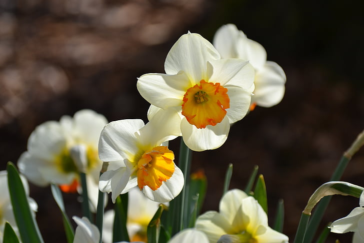 daffodils, osterglocken, spring, nature, flora, harbinger of spring, blossom