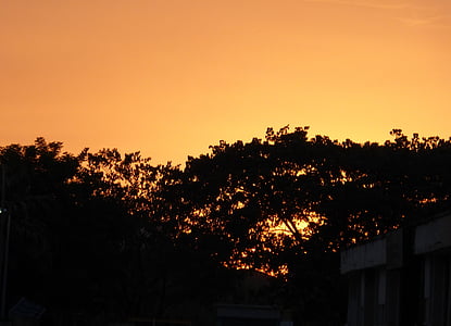 tree tops, evening, sunset, landscape, sky, nature, orange
