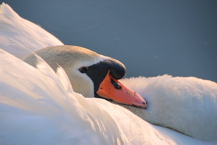 Swan, mute swan, Cygnus olor, cap, închide, pasăre de apă, alb