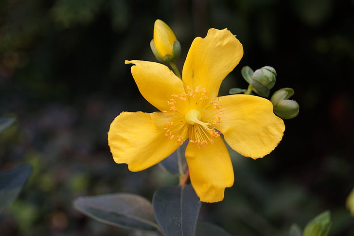 blossom, bloom, plant, flower, nature, yellow, petal