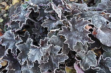 葉, 自然, 冬, 霜, 赤茶色, 冷, 氷の結晶