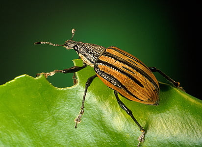 beetle, bug, close-up, insect, leaf, macro
