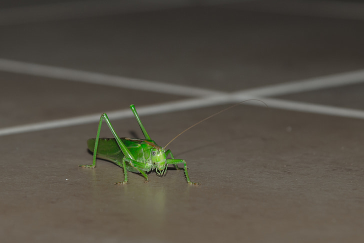 grasshopper, animal, insect, macro, migratory locust, pest, close