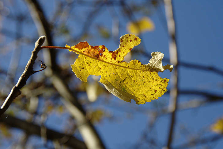 hösten, blå, gul, Leaf, lämnar, Sky
