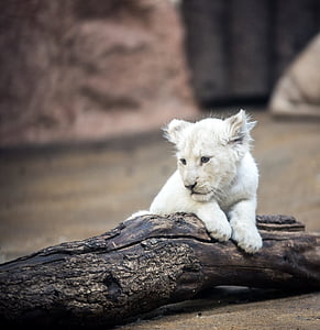 Lion, valkoinen leijona, iso kissa, harja, silmät, Luonto, Wallpapper