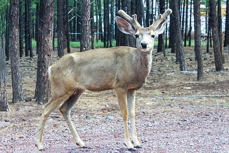 game, hjort, deer, antlers, expensive, natural, animal wildlife
