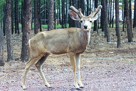 peli, Hjort, Deer, kaviot, kallis, luonnollinen, eläinten wildlife