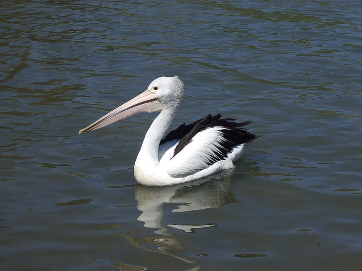 Avstralski pelikan, kljun, vode, ptica, narave, divje, morje