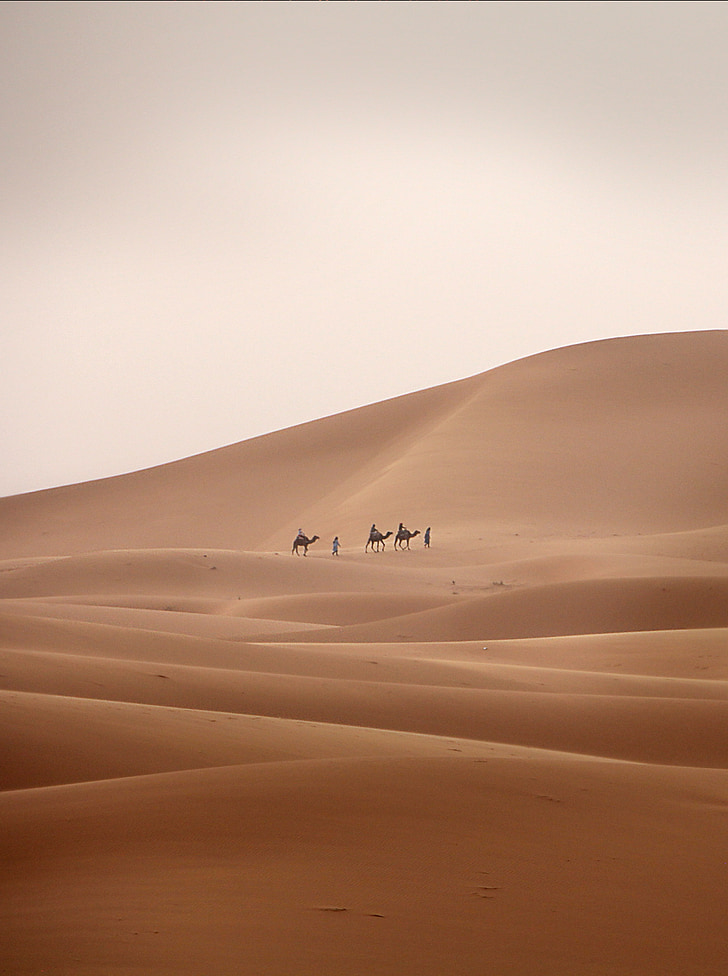 désert, caravane, chameau, dromadaire, sable, navire du désert, Sahara