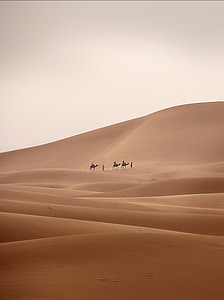 sivatag, lakókocsi, teve, dromedár, homok, sivatagi hajó, Szahara