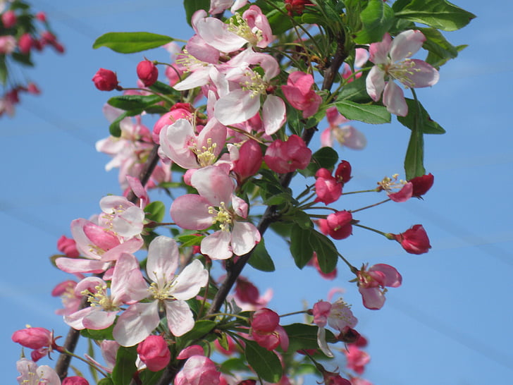 crab apple, blooms, spring, flower, blooming, blossom, branch