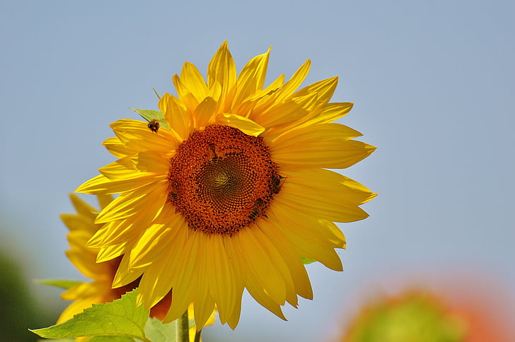Sun flower, včely, léto, zahrada, květ, Bloom, žlutá
