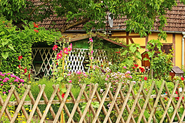 garden, cottage garden, fence, stock rose, plant, flowers, nature
