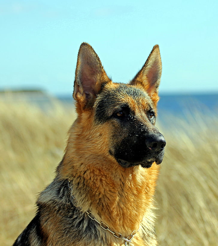 german shepherd dog, male, portrait, one animal, german shepherd, animal, dog