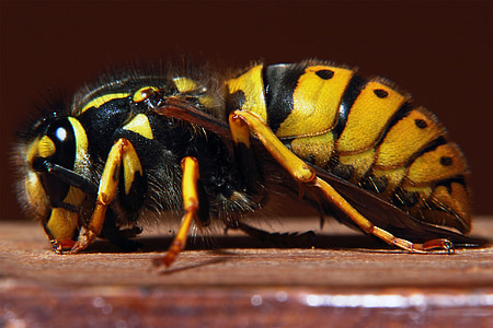 黄蜂, 黄色, 警告, 有毒, 翼, 毒刺, 休息