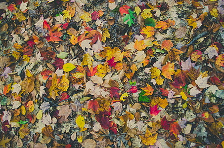 jeseň, jesenné lístie, farebné, farebné, suché lístie, zem, listy