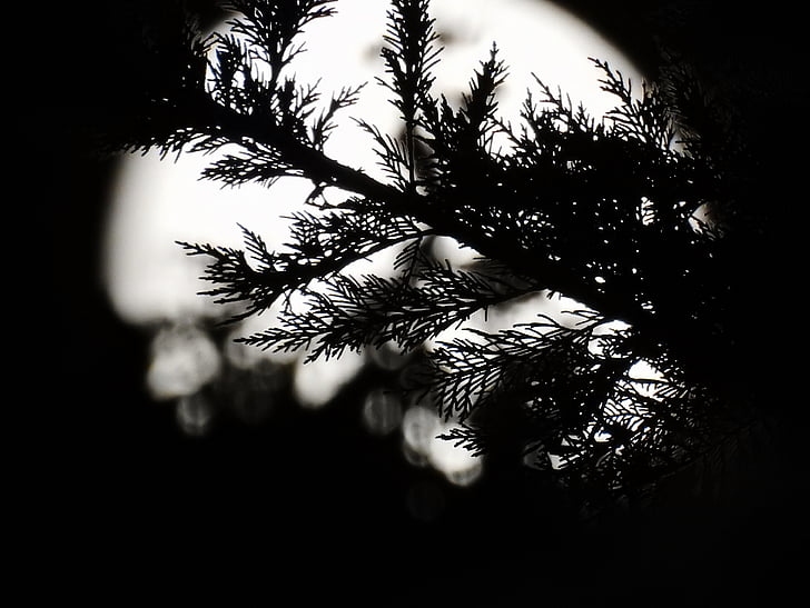 Księżyc, noc, nocne zdjęcie, Moonlight, Księżyc i liści