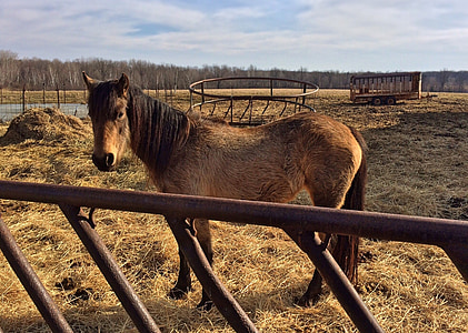 cheval, ferme, animal, rural, Ranch, équins, pâturage