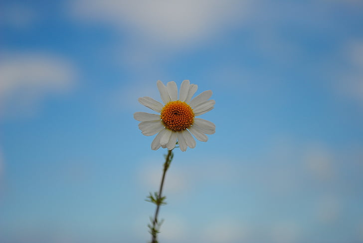 Daisy, niebo, kwiat, Bloom, wiosna, Natura, Latem
