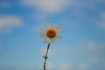 Daisy, Sky, Blossom, Bloom, printemps, nature, été