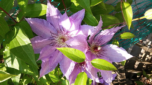 flowers, clematis, spring