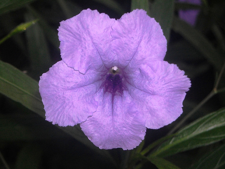 fleurs, pletekan, Ruellia tuberosa, Purple, feuille