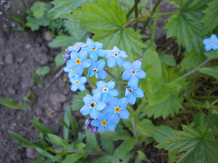 лято, Градина, цвете, синьо, Забравете не ме, земята, цветове