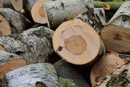 kayu, Birch, holzstapel, batang pohon