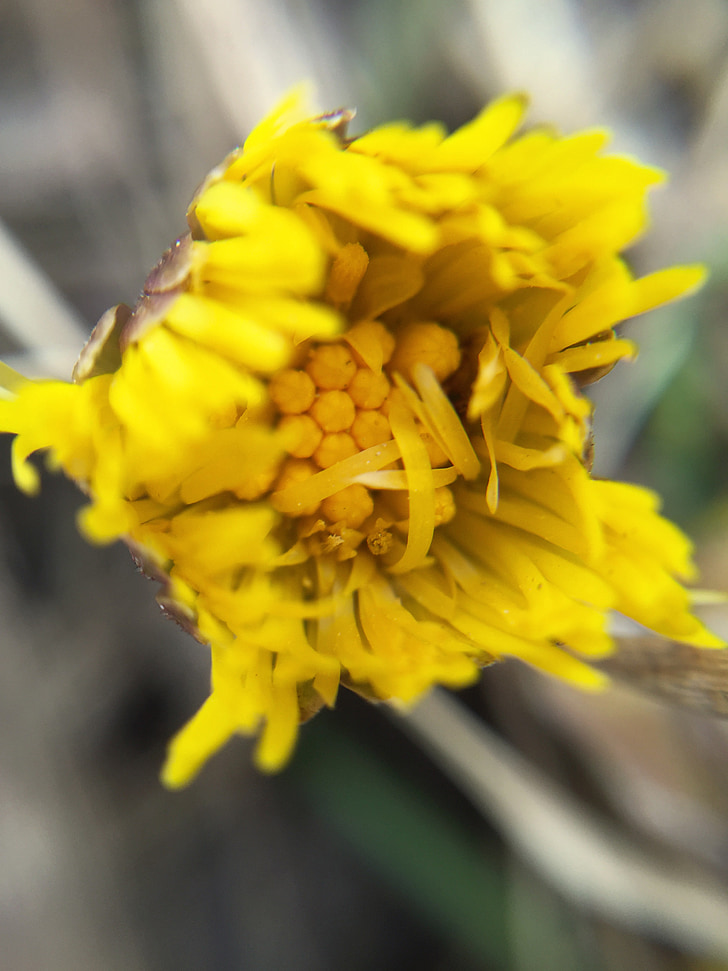 tussilago, flowers, spring, our characters, closeup