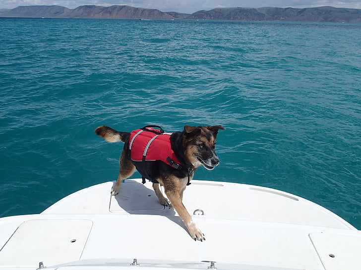 hond, Lake, water, Vrije tijd, zomer, buiten, recreatie