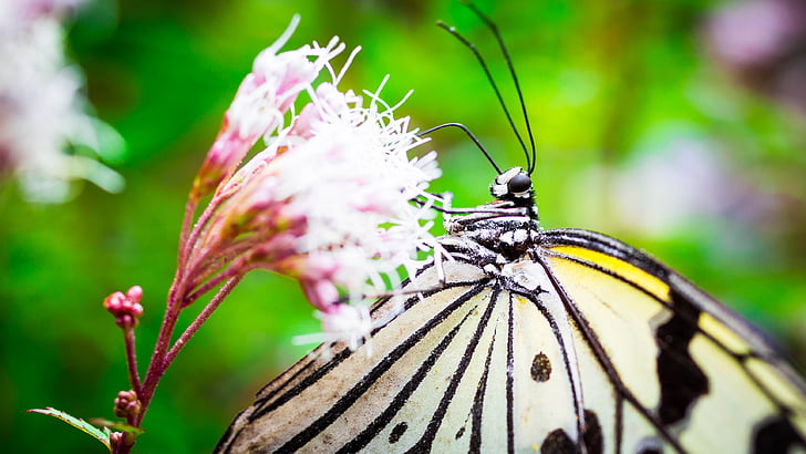 Minoo, Insectarium, papillon