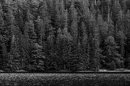 escala de grisos, fotografia, Pi, arbres, bosc, Mar, arbre