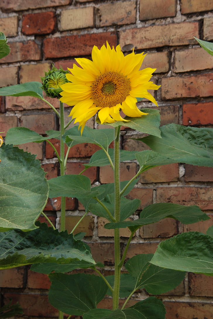 wall, plant, flower, sunflower, yellow, green, seed