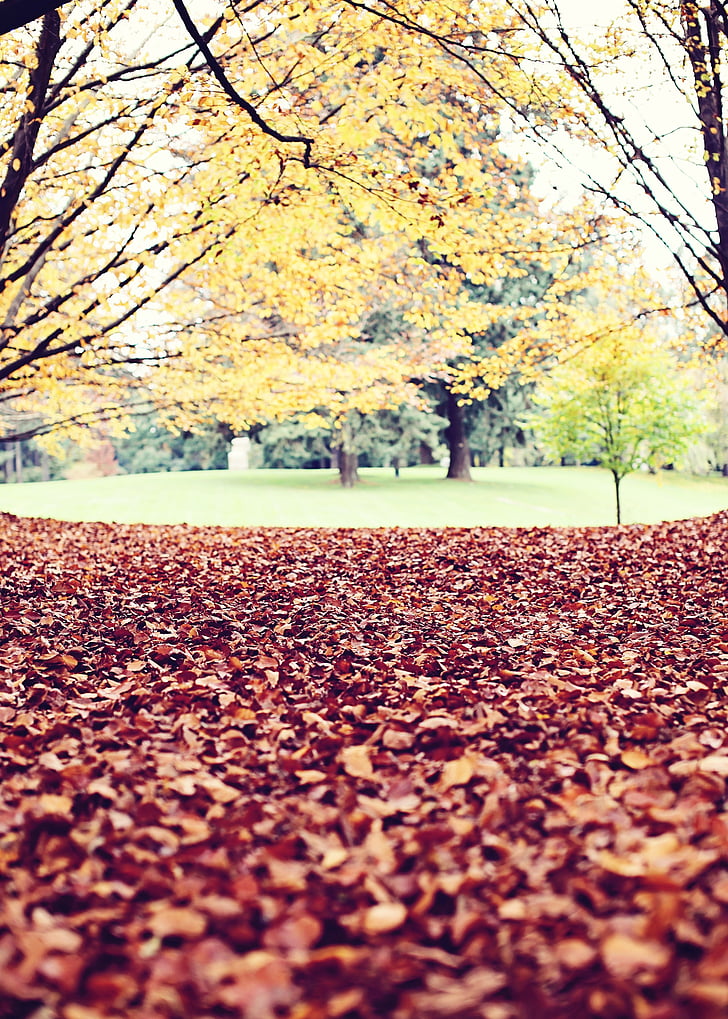 fotografija, usahla, listi, dnevno, jeseni, padec, dreves
