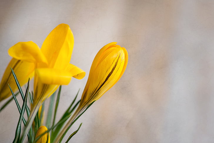 花, クロッカス, イエロー, 黄色い春の花, 春の花, 春, 入札