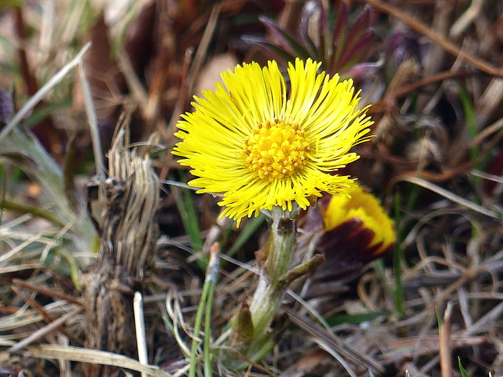 tussilago, flower, yellow, grass, spring, nature, plant