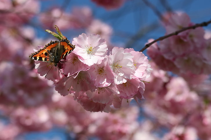 papallona, flor, flor, cirera japonesa, primavera, natura, flor