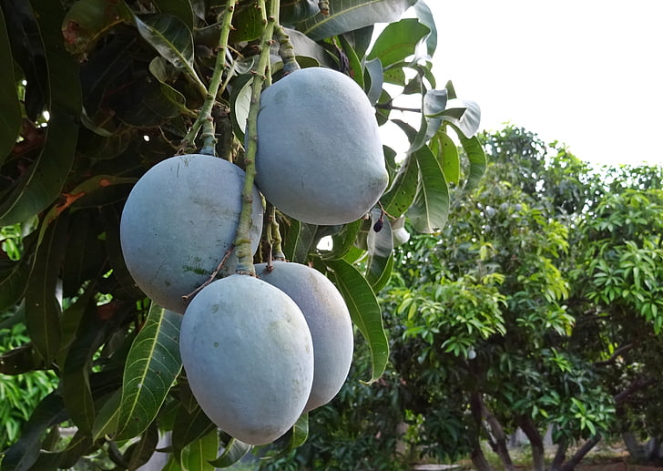 Mango, ovoce, Mangifera indica, Tropical, Milé, přírodní, organický