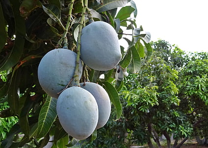 mangó, gyümölcs, Mangifera indica, trópusi, édes, természetes, szerves