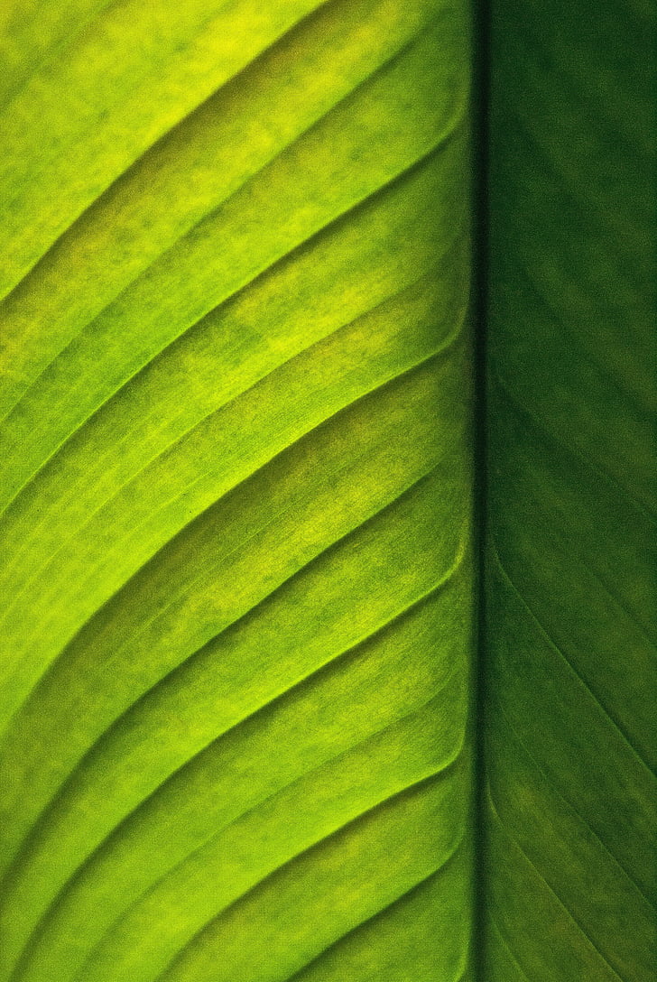 fulla, verd, natura, planta, fulla verda, il·luminació, close-up