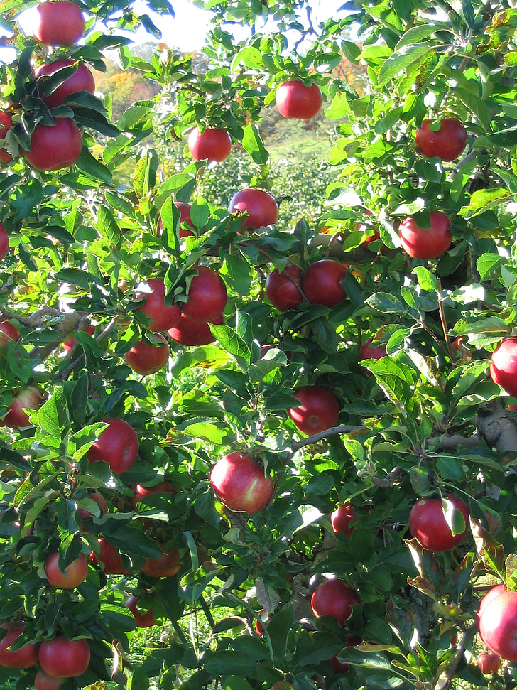 apples, branch, apple tree, fruit, red, crop, autumn