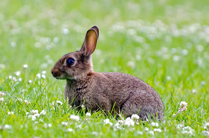 coniglio, mammifero, verde, primavera, marrone, coniglietto, erba