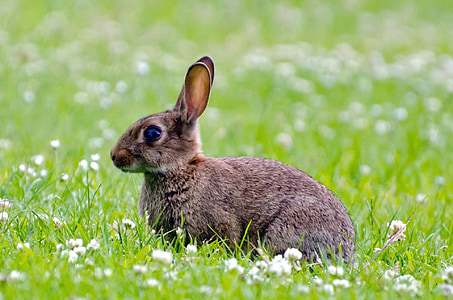 กระต่าย, เลี้ยงลูกด้วยนม, สีเขียว, ฤดูใบไม้ผลิ, สีน้ำตาล, กระต่าย, หญ้า