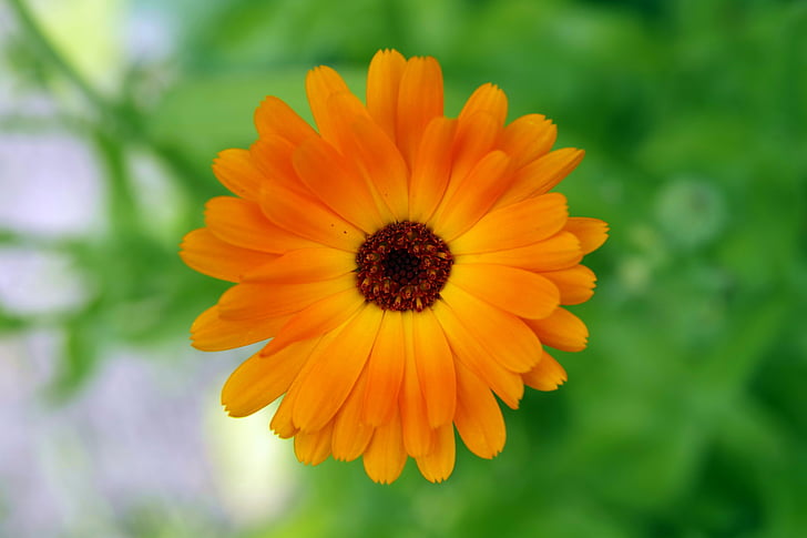 bloem, Oranje, zwarte midden, geel, een heleboel vlokken, de bloemblaadjes, plant
