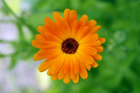 blomma, Orange, svart mitten, gul, en hel del flingor, kronbladen, Anläggningen