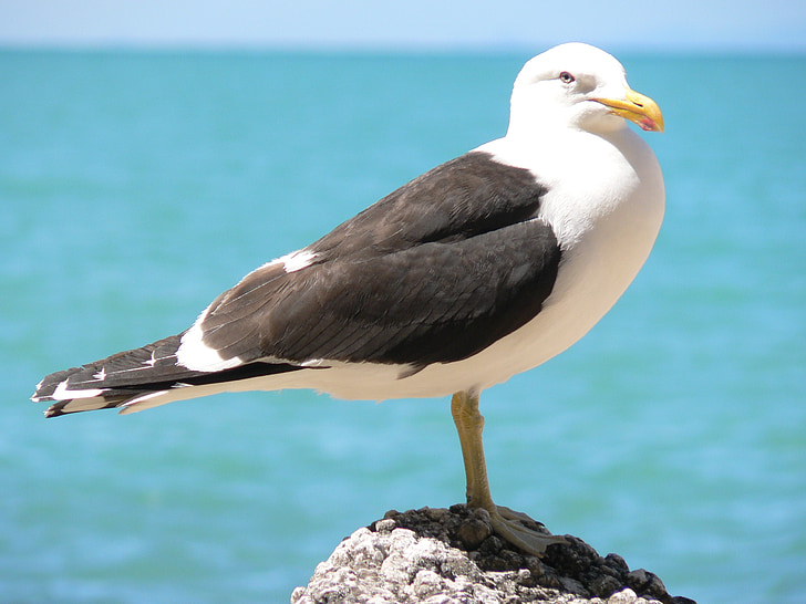 gull, bird, sea, wildlife, seagull, beach, water
