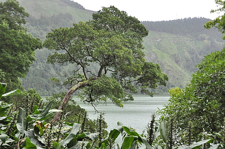 São miguel, Azorerna, träd, ön, vatten, landskap, naturen