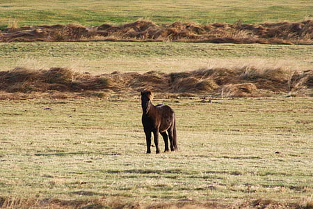 hewan, kuda, Islandia kuda, padang rumput, Pony, rumput, padang rumput