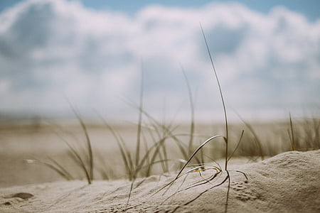 Beach, trava, na prostem, pesek, morje, Seashore